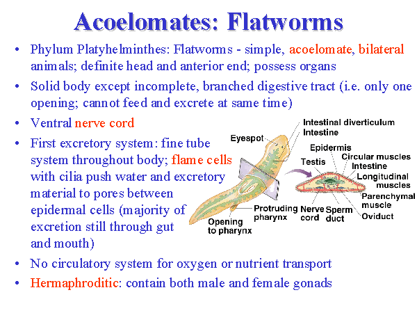 Acoelomates phylum platyhelminthes