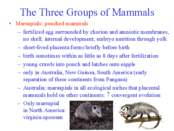 The Three Groups of Mammals