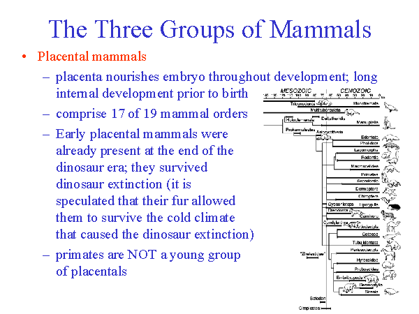 The Three Groups of Mammals