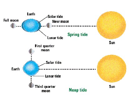  spring tides. Gravitational forces of sun and moon compete at half moon 